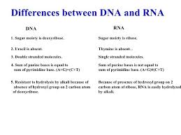 Dna And Rna Structure And Function Yahoo Search Results Yahoo Image Search Results Structure And Function Dna Molecules