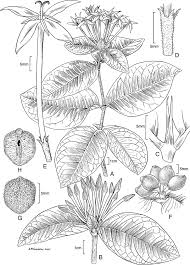 Image result for Ixora sp. A