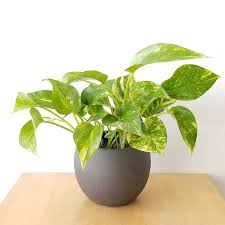 Plant 6