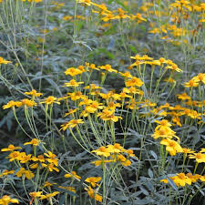 花語小教室 今天登場的主角 就是 菊芋 花花別名有洋薑 鬼子薑 鬼子白薯花語 分離 傷心 告訴大家天下沒有不散的筵席要把握當下 花語小教室開張
