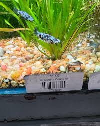 Image result for Vallisneria