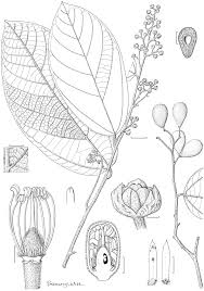 Image result for Grewia schmitzii