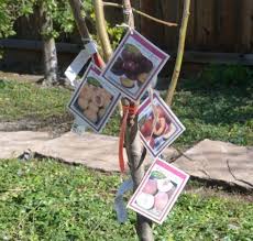 Check spelling or type a new query. Plant A Fruit Salad Four Different Fruits Growing On The Same Tree Dengarden