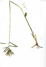 Image result for Urochloa oligotricha