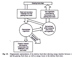 Energy Flow In An Ecosystem With Diagram