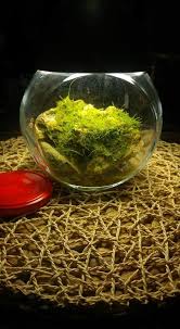 Teraryum Yapay Kaya Duzenlemeleri Ve Yosun Harcimiz Ile Istediginiz Tasarim Elinizin Altinda Tabalkon Aqua Akvaryum Dizayn Guven Terrarium Teraryum Kavanozlar