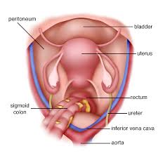 Image result for uterus