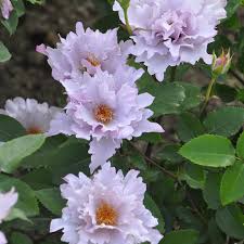 いばらきフラワーパーク