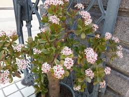 「金のなる木」の画像検索結果