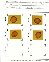 Image result for Trema sp A