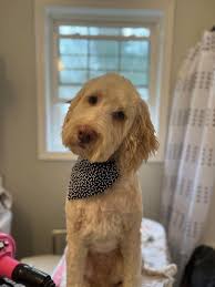 I am thrilled to announce that Miss May's Grooming LLC will now be offering  grooming services both in-home and in-shop at our new location inside  KoolK9 in Hooksett. I am incredibly grateful