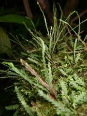 Image result for Cochlidium