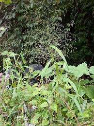 Image result for Panicum arcurameum