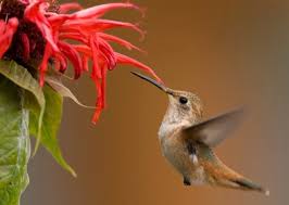 An example of a crop weed that is grown in gardens is the corncockle , ( agrostemma githago ), which was a common weed in european wheat fields, but is now sometimes grown as a garden plant. The Best Edible Flowers To Grow And Eat Houzz Nz