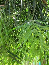 Maybe you would like to learn more about one of these? Podocarpus Gracilior Boething Treeland Farms