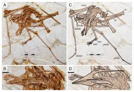 Image result for Sinopteridaceae