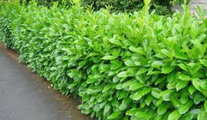 Buy online today our griselinia littoralis hedging plant. Blog For Evergreen Hedging News Offers Goings On When Can I Plant A Hedge And What Time Of Year Is Best