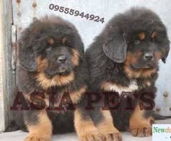 Due to change of environment no crossing b4 very friendly and vigilant. Tibetan Mastiff Puppy For Sale In Delhi Price Of Tibetan Mastiff Asiapets In Mastiff Puppies For Sale Tibetan Mastiff Puppy Mastiff Puppies