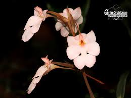 Image result for Habenaria