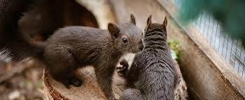 Image result for squirrel poop