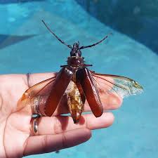 This Amazing Creature Is A Palo Verde Beetle Those Of You With A Swimming Pool In The Valley Are All Too Familiar With Them I Scooped This One Out Of The Pool