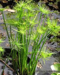 Le Papyrus Est Une Plante Herbacee Aquatique D Eau Douce Vivace Aux Origines Tres Diverses Et Do Plantes Aquatiques Jardin Aquatique Interieur Bassin De Jardin
