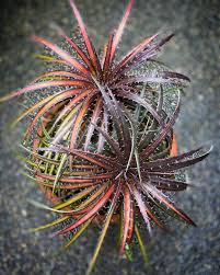 Image result for Dyckia