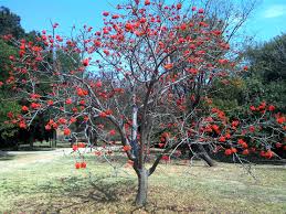Image result for Erythrina abyssinica × lysistemon