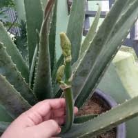 Seperti diketahui, aloe vera adalah nama latin dari lidah buaya. Jual Lidah Buaya Di Sumatera Utara Harga Terbaru 2021