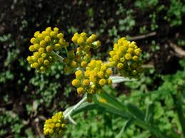 Image result for Gnaphalium unionis