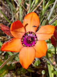 Image result for Exochaenium