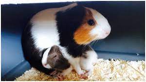 What To Do If Your Guinea Pig Had Babies Youtube
