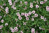 Image result for Lippia oatesii