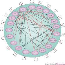 How long can she keep her real self a secret? From Genotype To Phenotype Can Systems Biology Be Used To Predict Staphylococcus Aureus Virulence Nature Reviews Microbiology