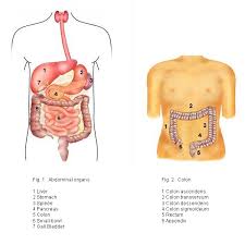 De dikke darm bestaat uit meerdere onderdelen. Diseases Of The Bowel