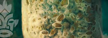 We did not find results for: Contaminazione Dei Funghi Come Individuarla E Prevenirla Zativo