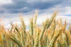 Image result for Maerua edulis