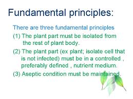 In some cases somatic hybrids between two incompatible plants have also found application in industry or agriculture. Plant Tissue Culture Definition The Term Plant Tissue