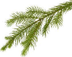 Christmas Fir Tree Branches Stock Photography Image Family Tree Background Branch Drawing Pine Branch