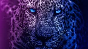 59578 animal hd wallpapers and background images. Blue Eyes Lion Lion Wallpapers 4k Lion 4k Wallpapper Blue Eyes Lions 4k Wallpaper Lion Wallpaper Lion Animal Planet