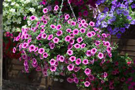 We did not find results for: The Five Best Hanging Basket Plants Richard Jackson Garden
