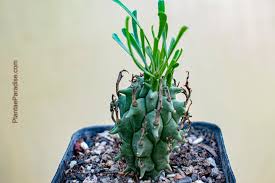 Image result for Euphorbia dolichoceras