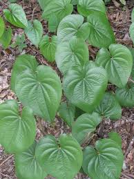 Image result for Dioscorea bulbifera