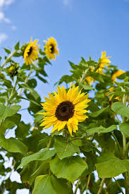 We did not find results for: Sunflower Wallpapers Earth Hq Sunflower Pictures 4k Wallpapers 2019