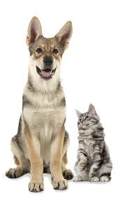 Get reviews, hours, directions, coupons and more for western pet supply at 6908 sw beaverton hillsdale hwy, portland, or 97225. Pet Food Supply Store The Filling Station Pet Supplies In Portland Oregon