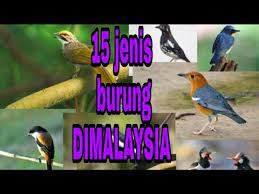 Burung murai batu malaysia sering dilombakan. 15 Jenis Burung Di Malaysia Youtube