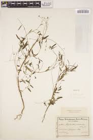 Image result for Phyllanthus pentandrus