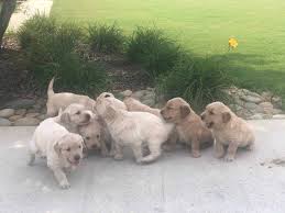This sweet breed is kind, confident, responsive, affectionate and overall makes for a great family pet. Akc Golden Retriever Puppies Petclassifieds Com