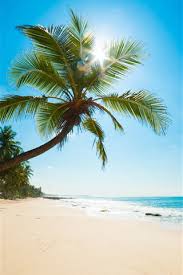 Check spelling or type a new query. Caribbean Sea Beach Palm Trees Sun Rays Tropical 1242x2688 Iphone 11 Pro Xs Max Wallpaper Background Picture Image