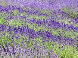 As we pulled into clairmont lavender farm, the lavender was in full bloom…beautiful shades of purple for as far as we could see. 11 Lovely Lavender Farms Fields Festivals In California California Crossroads